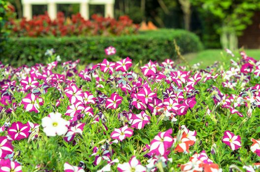 Phlox red and purple flowers in the garden.