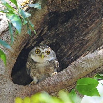 A cute Owlet, Spotted Owlet (Athene brama), resting on its hole