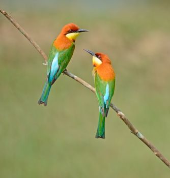 Look at me of colorful bird, Chestnut-headed Bee-eater (Merops leschenaulti) sitting on a branch