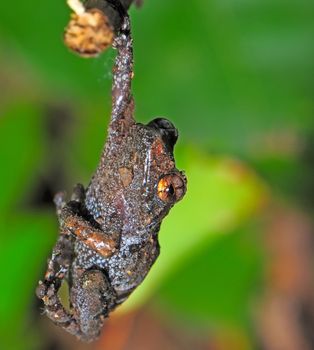 Frog mountain closeup, climbing on a branch in rainforest