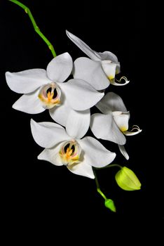 A white orchid on black blackground, Phalaenopsis amabilis, butterfly orchid used for program breeding