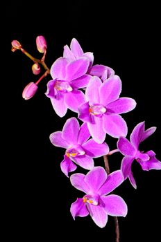 Pale purple orchid, Phalaenopsis hybrid