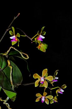 Green and purple Phalaenopis, Phalaenopsis stobartiana