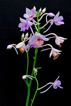 Rare specie of Calanthe, Calanthe sylvatica