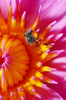 Pink and yellow waterlily, with a closeup bee