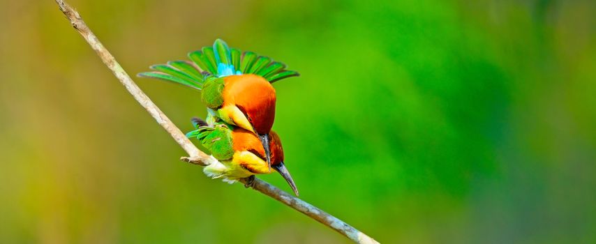 Mating of Chestnut-headed Bee eater (Merops leschenaulti) on a branch