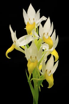 terrestrial orchid, Pectelis sagarikii, endemic in the south-asia