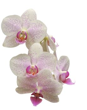 pale pink and spotted Phalaenopsis isolated on white background