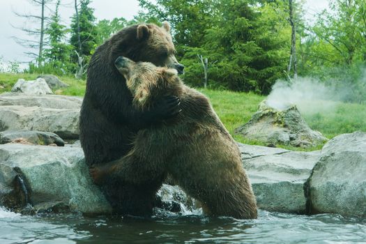 Two Grizzly (Brown) Bears Fighting and playing