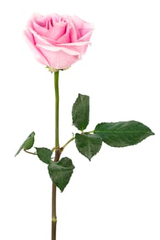 single pink rose on a white background