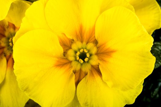 macro of spring yellow flower primrose