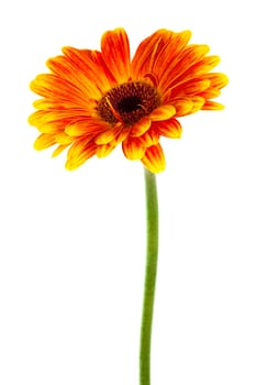 a beautiful bright gerbera on white background