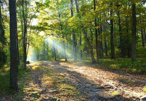 Beautiful sunny autumn dawn in the forest
