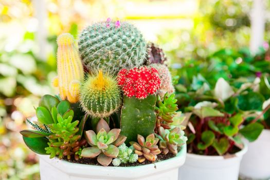 Various Cactus plants in a pot close-up