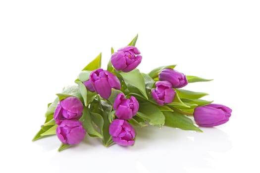 Bouquet of pink Dutch tulips over white background