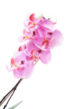 Pink silk orchid flower in closeup over white background