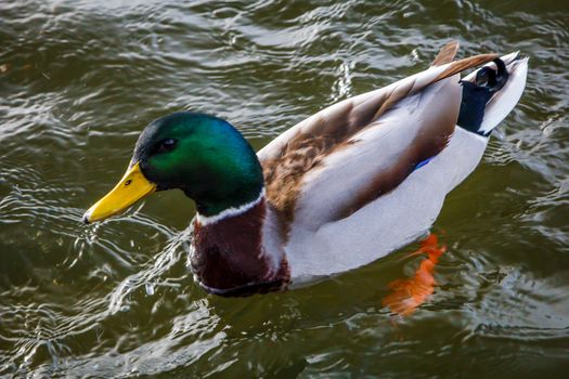 a swimming duck
