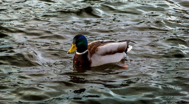 a duck swimming on a water