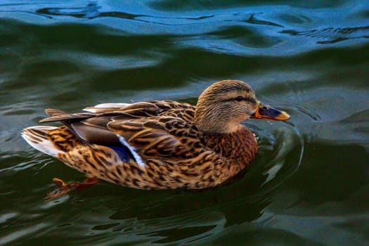 a swimming duck