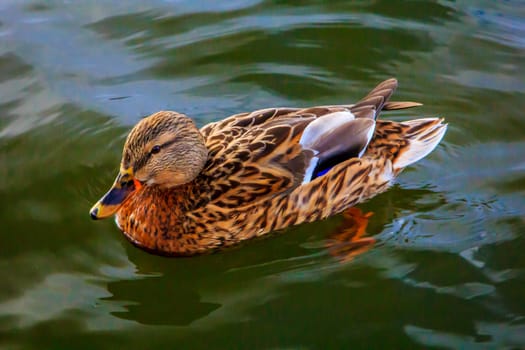 a duck swimming at a lake