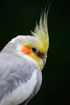 Beautiful Cockatiel (Nymphicus hollandicus), closeup head profile