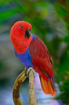 Colorful red parrot, a female Eclectus parrot (Eclectus roratus), breast profile