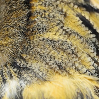 Closeup Eurasian Eagle Owl feathers