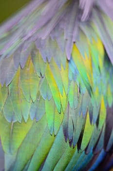 Closeup shot of a Nicobar Pigeon feathers