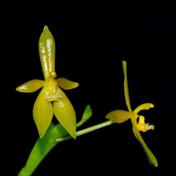 Yellow orchid, Phalaenopsis cornu-cervi, yellow form, isolated on a black background