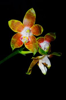 Yellow orchid, Phalaenopsis venosa, isolated on a black background