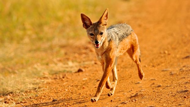 jackal of Tanzania