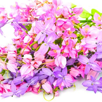 Summer flowers background, colorful of pink and purple flower, isolated on a white background