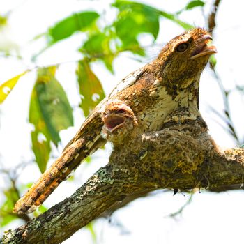 Colorful Frogmouth bird, Hodgson Frogmouth, the bird that you must see before you die, with its  two juvenile chicks in the nest , taken in Thailand