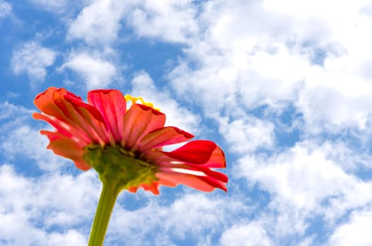 The Cosmos flower on the sky background.