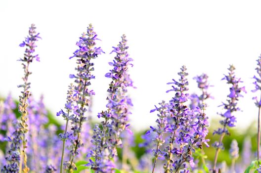 It is a herbaceous plant fragrant purple flowers.