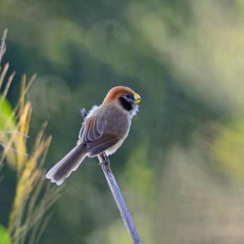 Spot-breasted Parrotbill (Paradoxornis guttaticollis) on a branch,taken at Doilang in Thailand