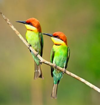 Couple lovers of colorful bird, Chestnut-headed Bee-eater (Merops leschenaulti) on a branch