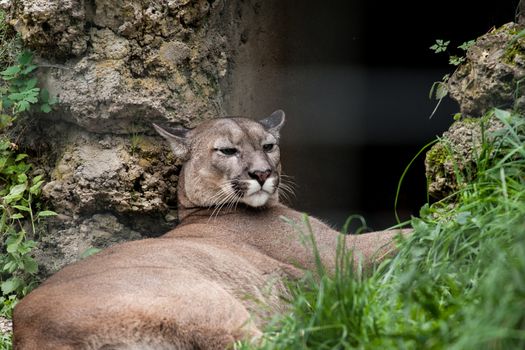 Big puma with scary looking face and eyes