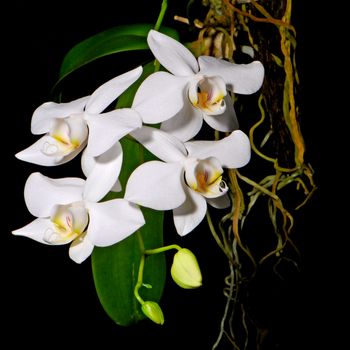 A white orchid on black blackground, Phalaenopsis amabilis, butterfly orchid