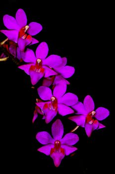 Inflorescense of beautiful purple orchid, Phalaenopsis hybrid