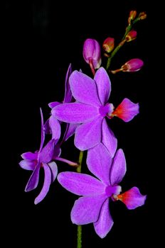 Inflorescense of beautiful pink orchid, Phalaenopsis hybrid