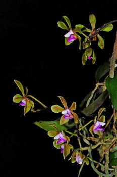 Inflorescence of green and purple Phalaenopis, Phalaenopsis stobartiana