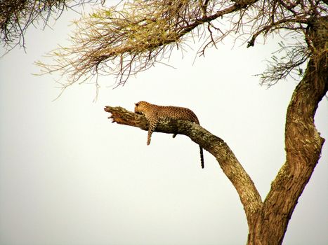 leopard in National Park in Tanzania