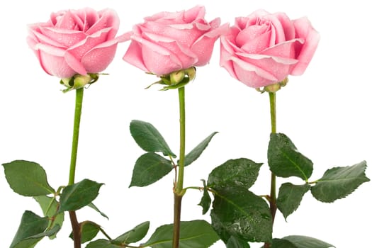 beautiful three roses on a white background