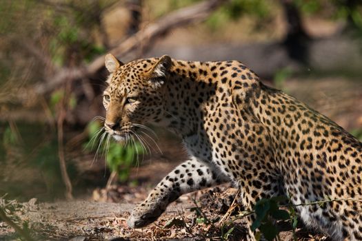 leopard in National Park in Tanzania