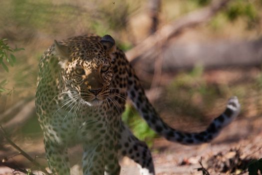 leopard in National Park in Tanzania