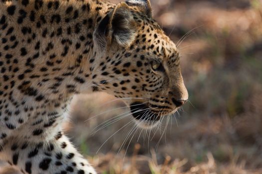 leopard in National Park in Tanzania