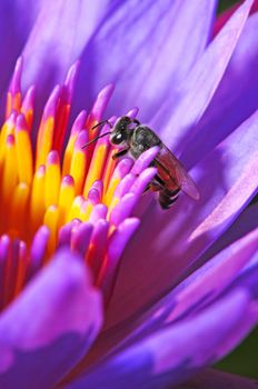 Purple waterlily, beautiful flower with bee