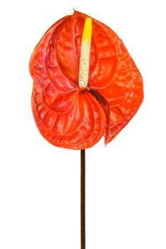 Beautiful red anthurium on a white background