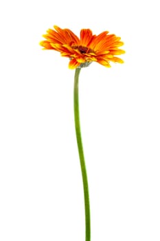 a beautiful bright gerbera on white background